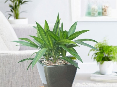 8 loại cây cảnh có tác dụng thanh lọc không khí trong nhà