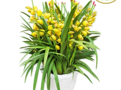 Ý nghĩa của việc tặng cây xanh trong dịp cuối năm cũ – đầu năm mới