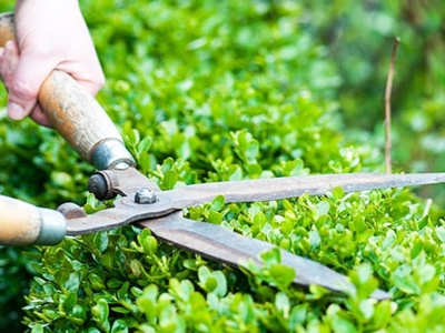 5 bước chăm sóc cây xanh, sân vườn luôn xanh tươi