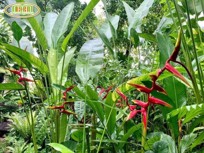 Hướng dẫn tự chăm sóc cây chuối phượng hoàng tại nhà
