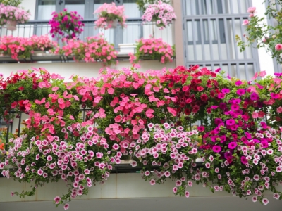 Chọn Cây Trồng Ban Công Đẹp: Cẩm Nang Kiến Tạo Không Gian Thư Giãn