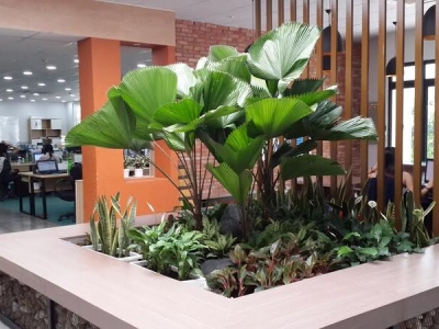 Cách chăm sóc cây cảnh văn phòng đúng, tạo không gian xanh