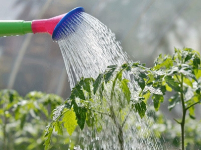 5 lỗi thường gặp khi tự trồng cây quanh sân nhà và cách đội ngũ Minh Hân xử lý khi cải tạo lại