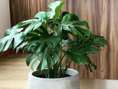 Tại Sao Cây Hoa Decor Lại Quan Trọng Đối Với Quán Cà Phê?