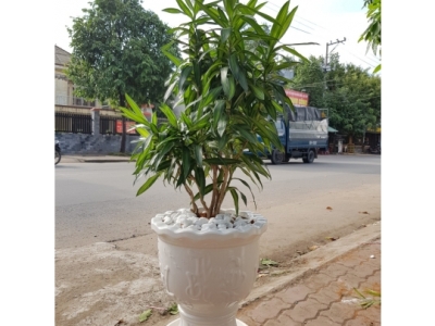 Vì sao nên tặng cây cảnh dịp khai trương?