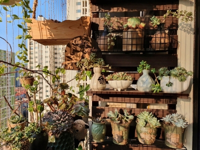 Mẹo chọn cây nhỏ để ban công nhà phố vừa xinh vừa dễ chăm sóc