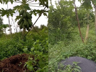 Cải tạo đất bằng cỏ giúp tiết kiệm chi phí đầu tư