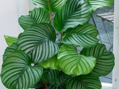 7 LOẠI CÂY CẢNH NÊN TRỒNG ĐỂ HÚT TÀI LỘC CHO CẢ GIA ĐÌNH