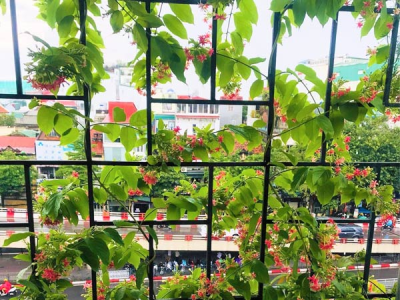 Bí quyết trồng cây leo cho ban công nhà phố xanh mát quanh năm tại Sài Gòn