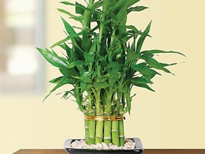 Cây xanh trong nhà cho nhà phố: Tại sao nên chọn các loại cây thanh lọc không khí?