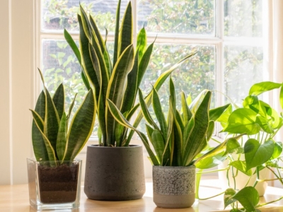 Ưu điểm cây xanh trong nhà mới – Vì sao nên trồng cây sau khi xây dựng?