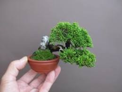 Tác dụng thần kỳ của cây xanh trong nhà