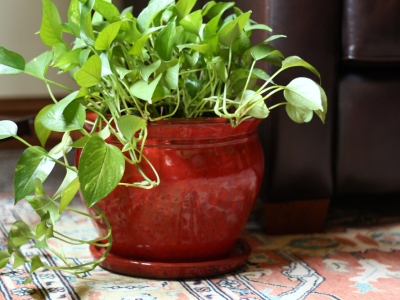 Tiết lộ bí quyết chăm sóc cây cảnh trong nhà chi tiết nhất