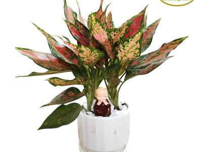 4 loại cây bày Tết giúp thanh lọc không khí