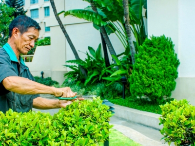 3 lợi ích thiết thực khi chọn dịch vụ chăm sóc cây xanh