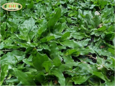 Hướng dẫn cách trồng và chăm sóc cỏ lá gừng thái lan