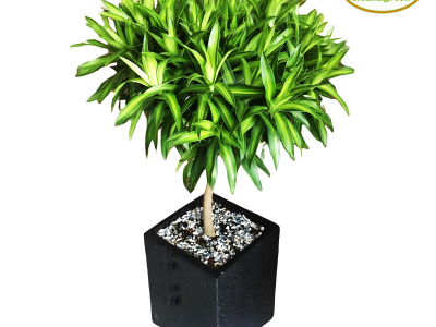 Tổng hợp 5 quà tặng cây xanh dịp sinh nhật bạn bè ý nghĩa