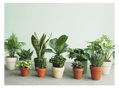 Cây xanh chịu điều kiện thiếu sáng: Trồng dễ, sống khỏe