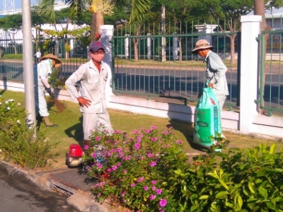 Lý do nên tìm đến dịch vụ chăm sóc cây xanh của Minh Hân