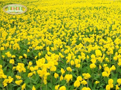 Kỹ thuật trồng cỏ lạc - Cây cỏ trồng thảm cho cảnh quan