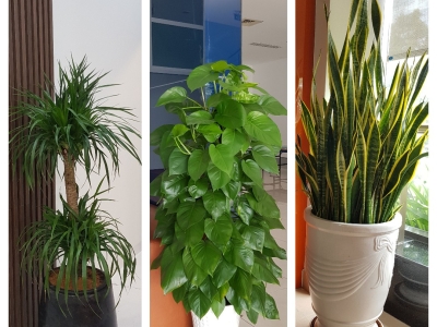 DỊCH VỤ CHO THUÊ CÂY VĂN PHÒNG