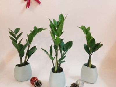 Tầm quan trọng của việc chọn cây cảnh phong thủy theo mệnh