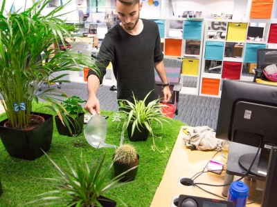 Tuyệt chiêu chăm sóc cây cảnh văn phòng