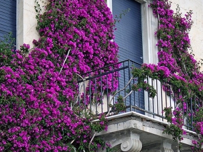 5 loại cây trồng ban công đẹp, dễ chăm sóc cho nhà hiện đại