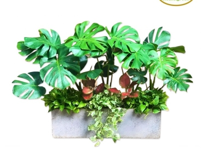 Chi tiết bảng giá cây xanh khai trương tại MINH HÂN