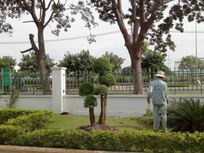 DỊCH VỤ BẢO DƯỠNG SÂN VƯỜN