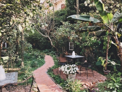 Tầm Quan Trọng Của Cây Xanh Trang Trí Trong Quán Cà Phê: