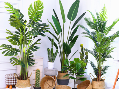 Tiêu Chí Lựa Chọn Cây Hoa Decor: