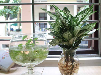 Cây Thủy Sinh Trang Trí Quán Cafe Minh Hân