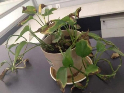 Cách Chăm Sóc Cây Mới Trồng: Hướng Dẫn Chống Sốc Môi Trường