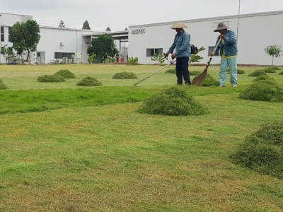 DỊCH VỤ CẮT CỎ THẢM PHÁT HOANG