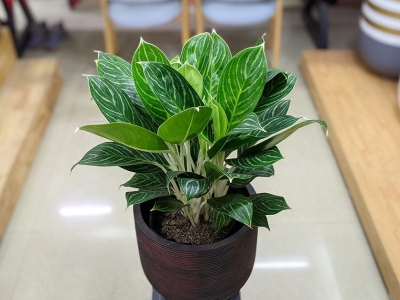 Hướng dẫn chọn và chăm sóc cây xanh trong nhà nhà phố tối ưu không gian và phong thủy