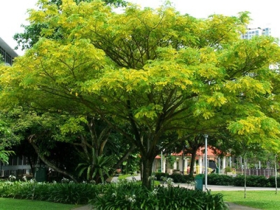 Cây Bóng Mát Cho Quán Cafe Minh Hân