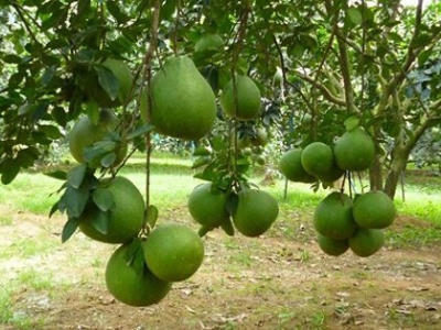 Trồng cây ăn quả gì trong vườn nhà cần lưu ý những điều gì?