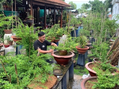 Cây Cảnh – Người Bạn Tinh Thần Của Mọi Ngôi Nhà