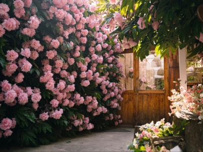 Bỏ Túi Ngay Địa Điểm Bán Cây Cảnh Quán Cà Phê Giá Rẻ