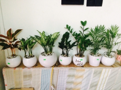 Tìm Kiếm Đơn Vị Cung Cấp Cây Cảnh Để Bàn Quán Cà Phê 