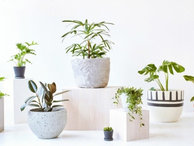 Lưu ý bạn cần biết khi khi sử dụng cây để bàn làm việc