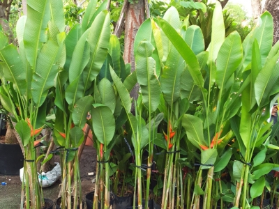 Nơi bán cây chuối cá đẹp, tươi, dễ chăm sóc, giá rẻ