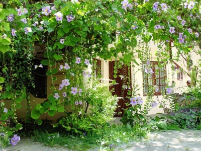 Lựa Chọn Đơn Vị Cung Cấp Cây Dây Leo Quán Cafe Uy Tín Giá Tốt 