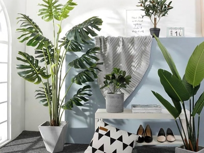 Cây Cảnh Trang Trí Quán Cà Phê Minh Hân