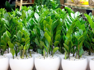 Nên Trồng Cây Gì Khi Mới Xây Nhà? Chọn Cây Hợp Phong Thủy