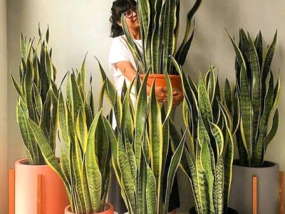 Những loại cây kiểng hợp phong thủy cho không gian nhà