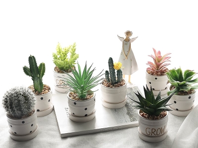 Khám Phá Đơn Vị Cung Cấp Cây Cảnh Mini Để Bàn Quán Cafe 