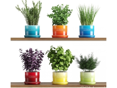 Đơn Vị Cung Cấp Chậu Cây Trang Trí Quán Cafe