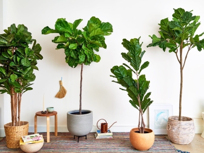 Top 10 cây xanh cho nhà mới xây được yêu thích nhất năm 2025